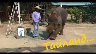 Слон рисует картину!  Невероятно!  Тайланд