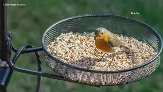 VERIFY: You can't get infected with bird flu by handling wild bird feeders