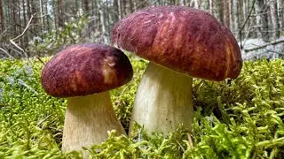 Грибники ПОПАЛИ в СКАЗОЧНЫЙ ЛЕС! БЕЛЫЕ ГРИБЫ и БОРОВИКИ и ПОДОСИНОВИКИ! Сказочная Карелия 2024