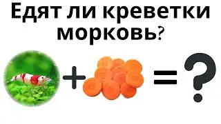 Часть 1. Кормим креветок морковью