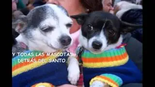 SAN ANTONIO ABAD PATRON ANIMALES DOMESTICOS