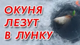 ОКУНЬ САМ ЛЕЗЕТ В ЛУНКУ!