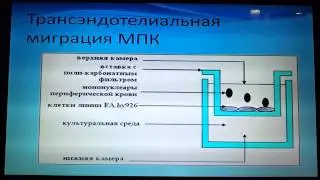 Сельков С. А. ПРОТОЧНАЯ ЦИТОМЕТРИЯ В ДИАГНОСТИКЕ ПАТОЛОГИЙ АКУШЕРСКОГО И ГИНЕКОЛОГИЧЕСКОГО ПРОФИЛЯ