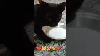 What is the cutest black cat? #SHORTS