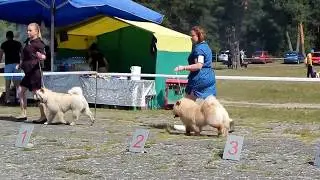Сравнение кобелей промежут  класс
