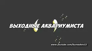 Самка Анциструса))))
