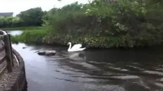 Swan chasing duck !