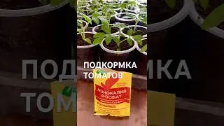 ЧЕМ И КАК ПОДКОРМИТЬ ТОМАТЫ?🤷‍♀️
