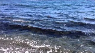 Водоросли Японского моря