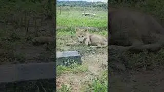 A puppy of a rare polar wolf from Yakutia! #animals #wolf #puppy