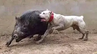 Запрещенные Тренировки Собак Снятые на Видео