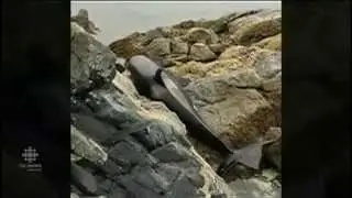 Orca Whale Rescue - CBC - July 23, 2015