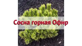 Сосна горная Офир (ophir) 🌿 Обзор: посадка и уход. крупномеры сосны Офир: описание и особенности