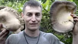 Грибы Вешенка.Самый простой способ выращивания грибов, без заморочек ч.2! Это 
