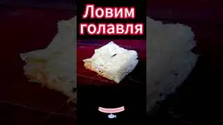 Ловим голавля со дна
