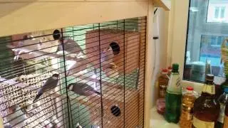 ПТЕНЦЫ РИСОВЫЕ АМАДИНЫ-КОРМЛЕНИЕ)))))