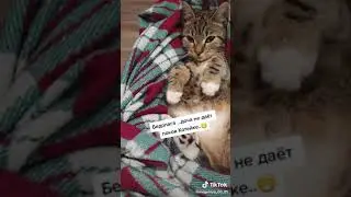 сонный котик