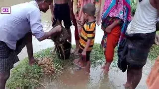 best fish hunting video new technology catching poti fish in rain time♥amazing nature?