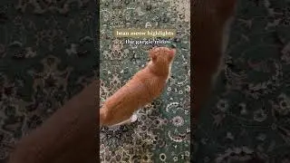 Bean Meow Highlights - Part 7