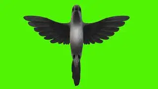 Green Screen | Chroma Key | Animal 4K | Humming Bird