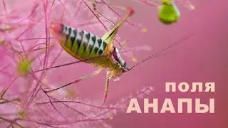 Поля АНАПЫ. От просторов до макро.