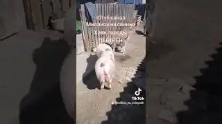 @million_on_pigs #хозяйство #pig #деревня #животные #piggy #пьетрен макстер