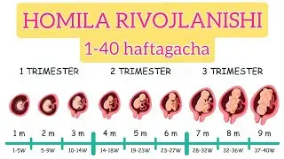 HOMILA RIVOJLANISHI |1-40haftagacha | Stages of pregnancy