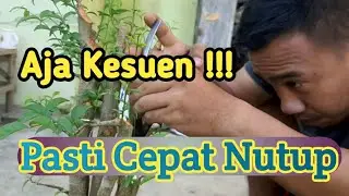 Dengan Cara Ini !!! mempercepat menutupnya kambium bonsai anting putri