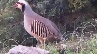 Ира шикор меган, Кабк шикор