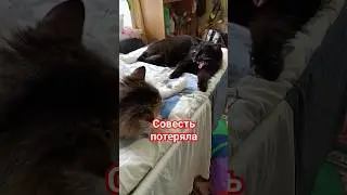 Совесть потеряла 🤣 #cat #озвучка #прикольнаяозвучка