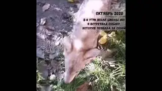 История спасения 1 волка. И передача уже взрослого волка в питомник. Продолжение следует..