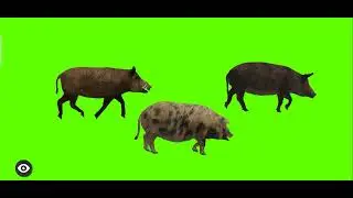 Pigs Walking | Pigs Walking Green Screen Videos | Green Screen pig Effect | 