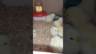 Растут как на дрожжах. Цыплята. 