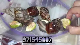 УЛИТКАНИ 5 ШОХИ ЧИКИШИ