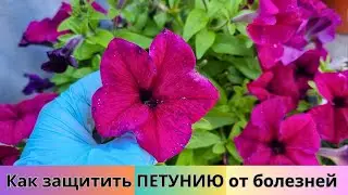 Как спасаю ПЕТУНИЮ в период дождей 🌸🌧