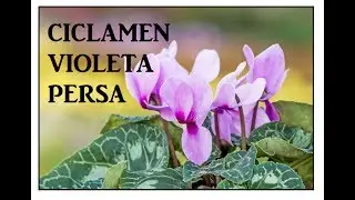 Ciclamen (violeta persa) en los perfumes + perfumes con Ciclamen (violeta persa)