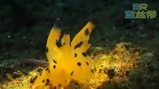 Pikachu Nudi - Anilao Dive Resort Site by Blue Ribbon Dive Resort