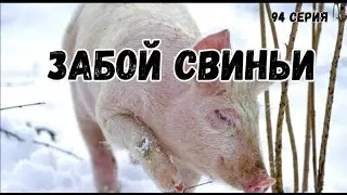 Миллион на свиньях.Забой свиньи.Обзор морозильного ларя и весов.Копченая свинина на продажу.
