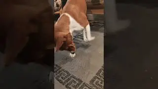 Хэппа копает яму 