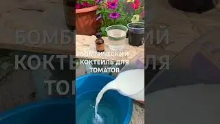 БОМБИЧЕСКИЙ КОКТЕЙЛЬ ДЛЯ ТОМАТОВ
