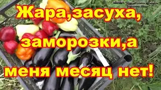Это чудо - в жару,засуху,заморозок,без ухода 30 дней  растения выжили и даже дали урожай