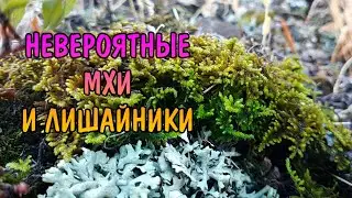 НЕВЕРОЯТНЫЕ МХИ И ЛИШАЙНИКИ...