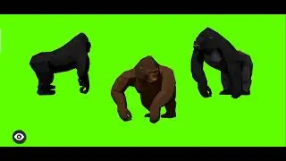 Green Screen Gorilla | Green Screen effects | Gorillas idk green screen video | 