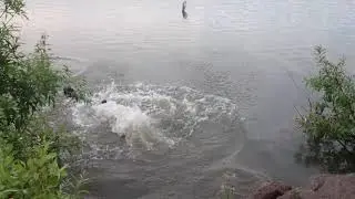 ротеры