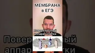 Мембрана клетки в ЕГЭ по биологии