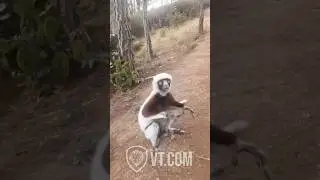 You Won’t Believe What This Lemur Just Asked! 😂🔥