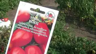 Томаты Клуша и Боец в открытом грунте. Взвешивание Розового меда