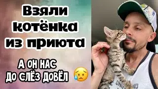 Взяли котенка из приюта. История появления кошечки Стеши в нашей жизни