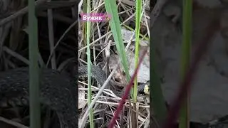 Вуж 🐍