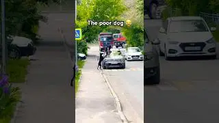 #dog #street #highway #car #driver #power #autobahn #supercars #speed #drifting #4x4 #4wd #offroad